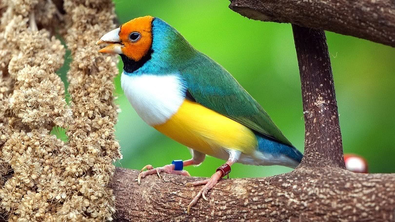 gould amadine