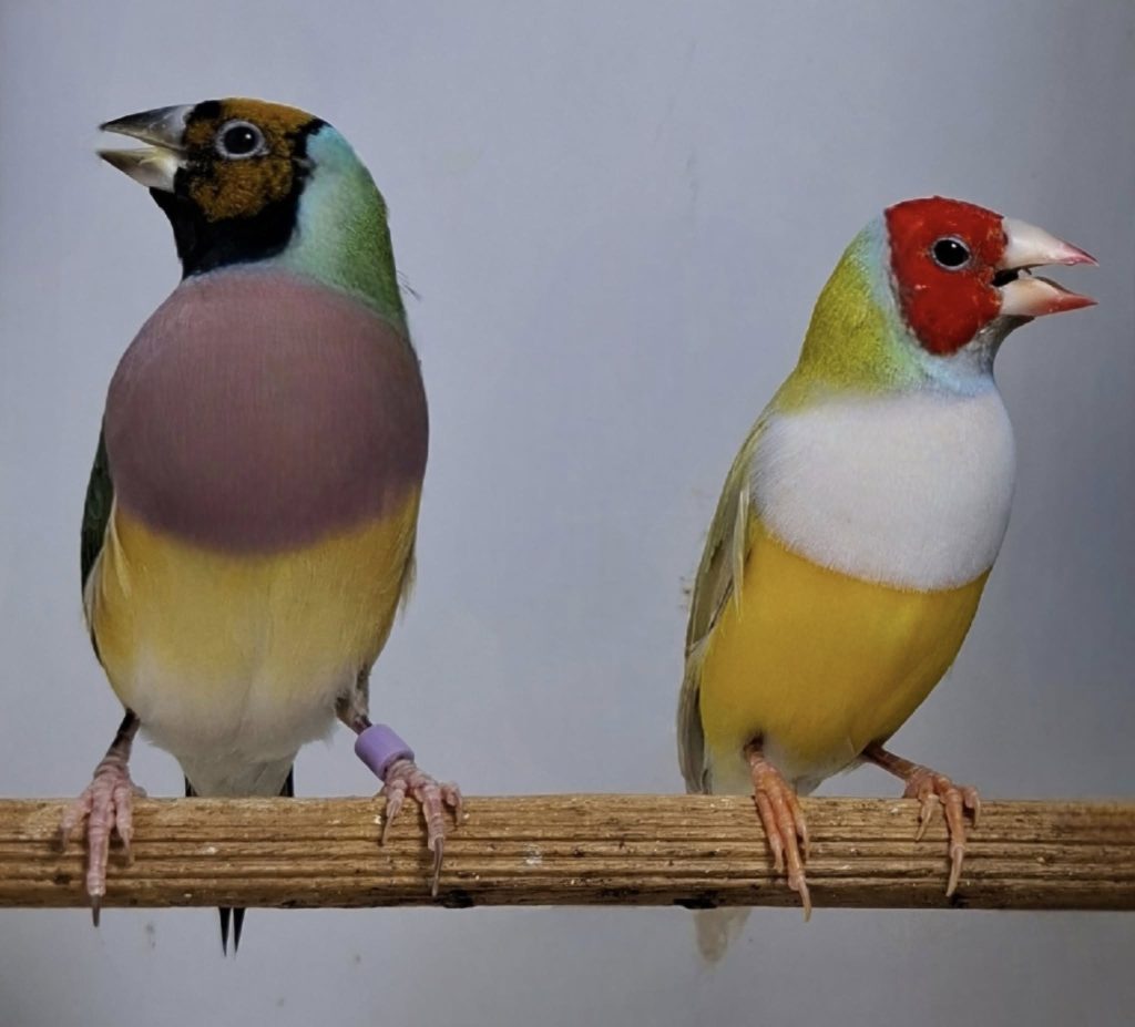 gouldian amadine
